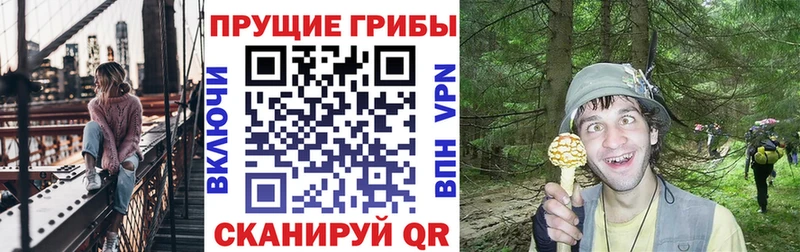 Купить где  Новосиль  Галлюциногенные грибы Psilocybe 